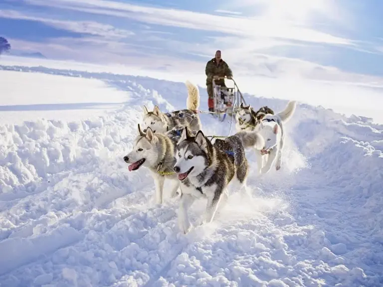 Hundeschlitten in winterlicher Landschaft Schweden Wolters Rundreisen