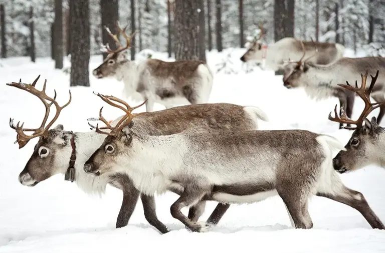 Rentier in Winterlandschaft Schweden Wolters Rundreisen